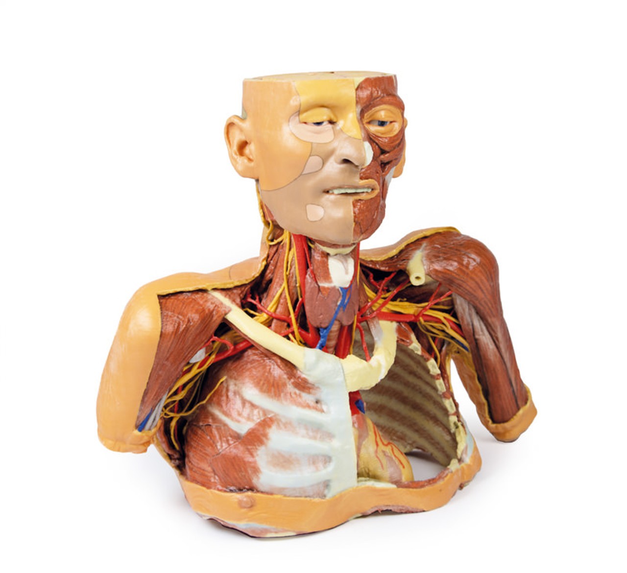 3D printed head, neck, and shoulder. Full view. Exposed muscles, arteries, veins, and bones.