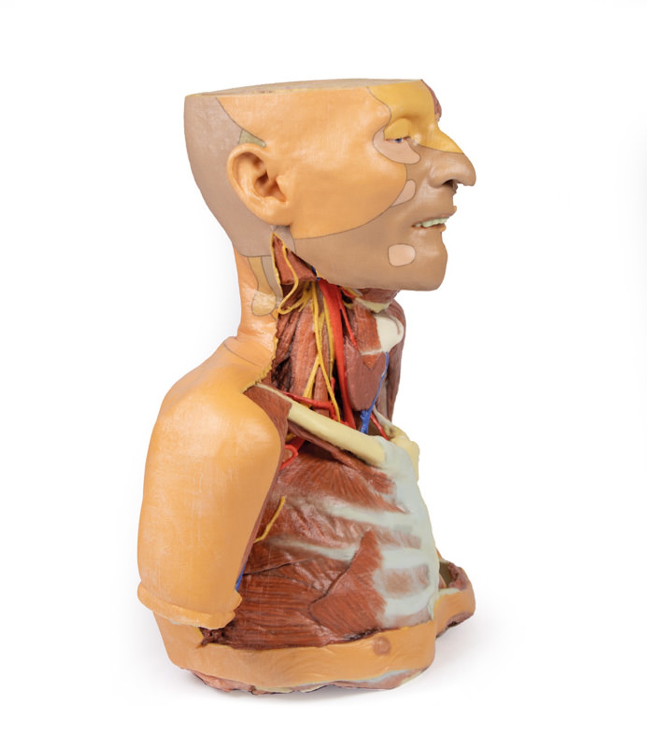 3D printed head, neck, and shoulder. Full view. Exposed muscles, arteries, veins, and bones. Side angle.