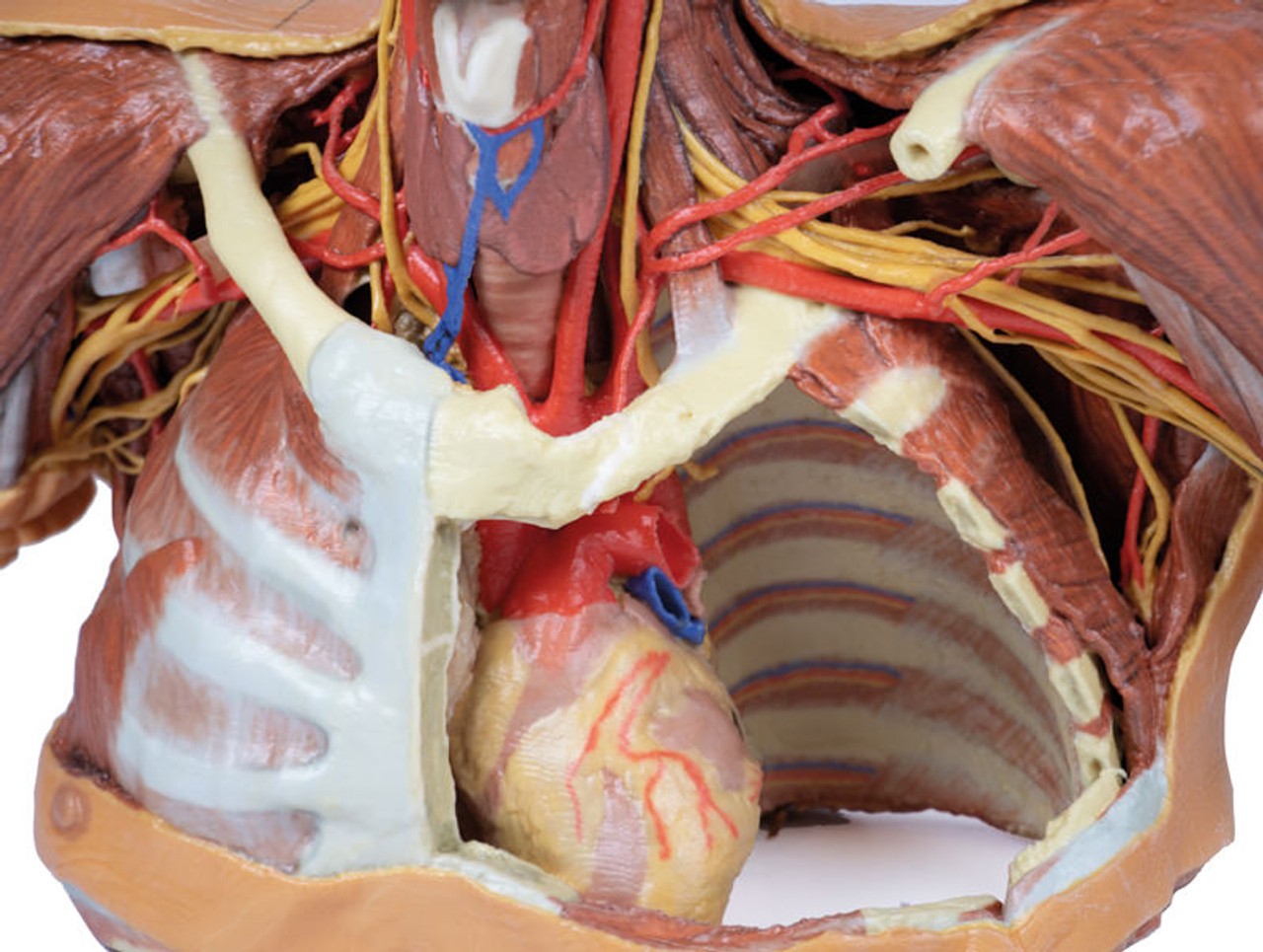 3D printed head, neck, and shoulder. Internal close up of chest. Exposed muscles, arteries, veins, and bones.