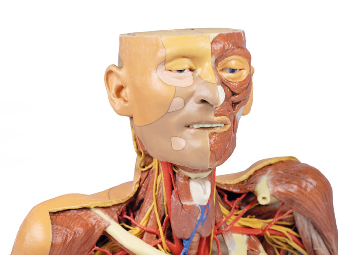 3D printed head, neck, and shoulder. Close up of head and shoulders. Exposed muscles, arteries, veins, and bones.