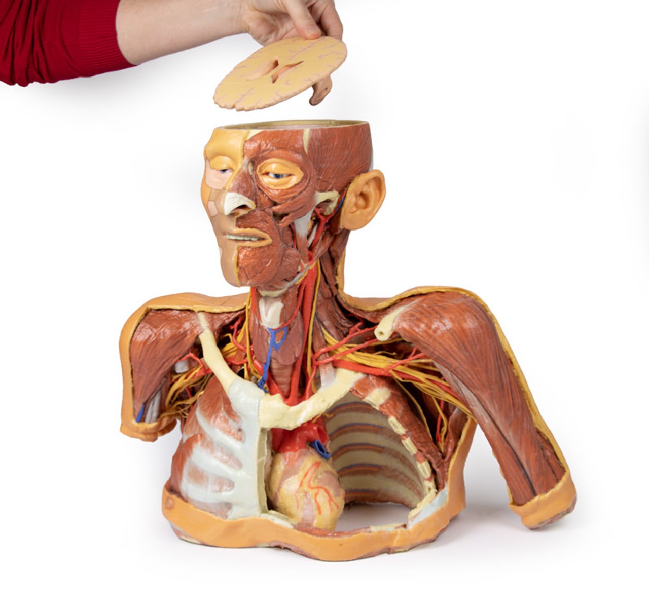 3D printed head, neck, and shoulder. Full view. Exposed muscles, arteries, veins, and bones.