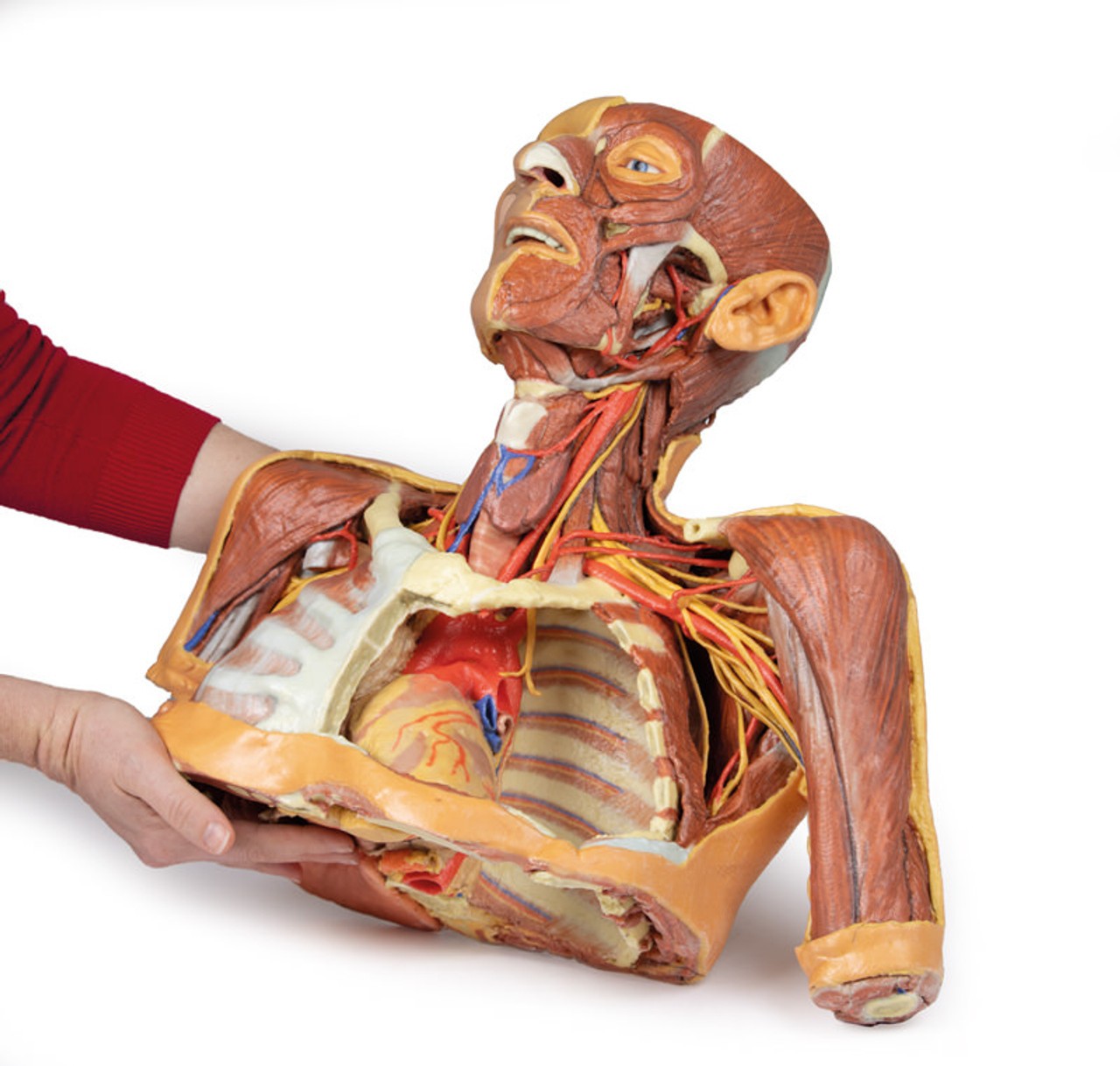 3D printed head, neck, and shoulder. Full view. Exposed muscles, arteries, veins, and bones. In hand.