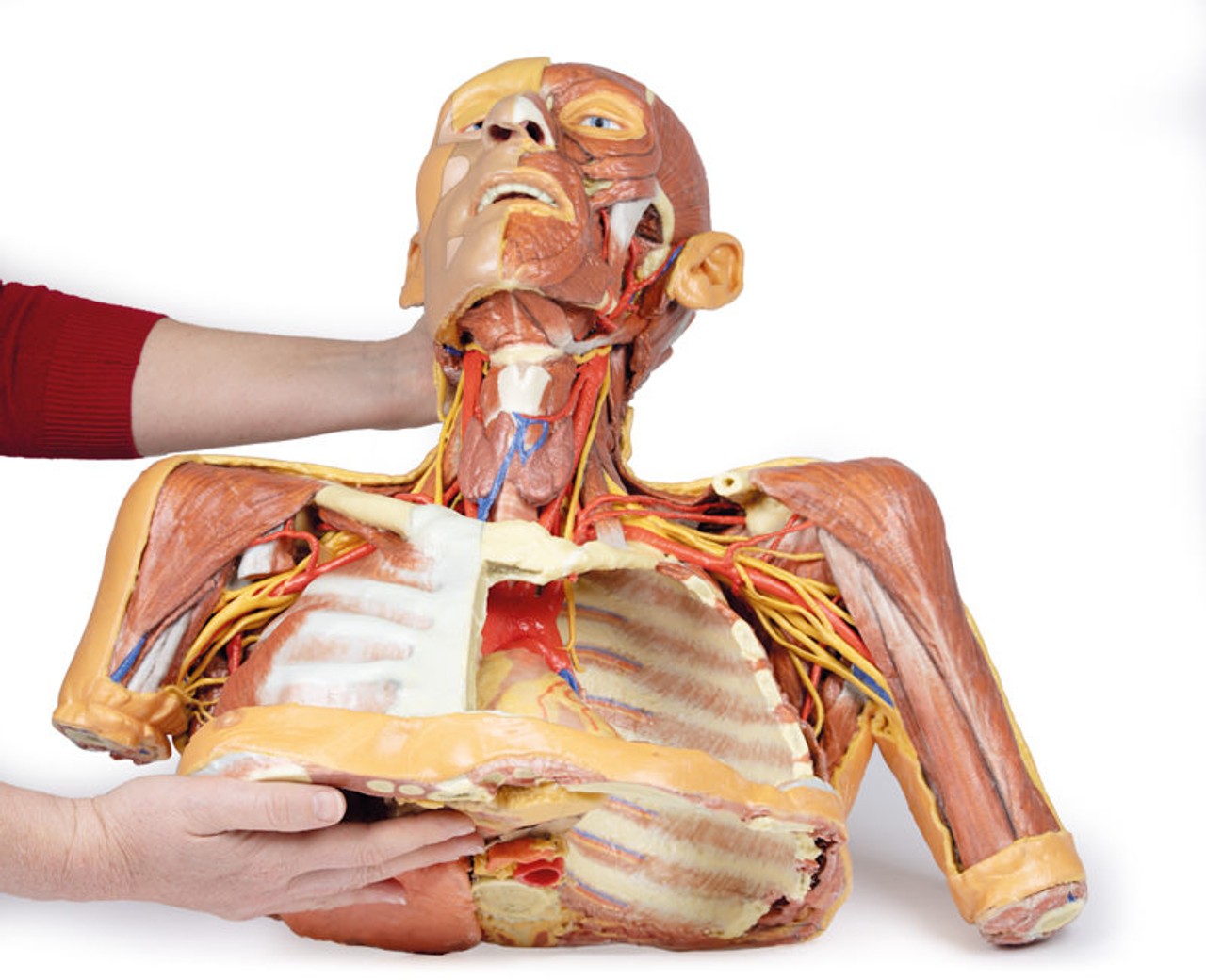 3D printed head, neck, and shoulder. Full view. Exposed muscles, arteries, veins, and bones. In hand.
