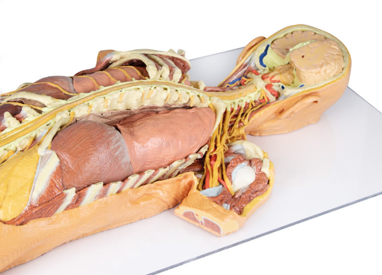 3D Printed Nervous System Dissection (posterior view)