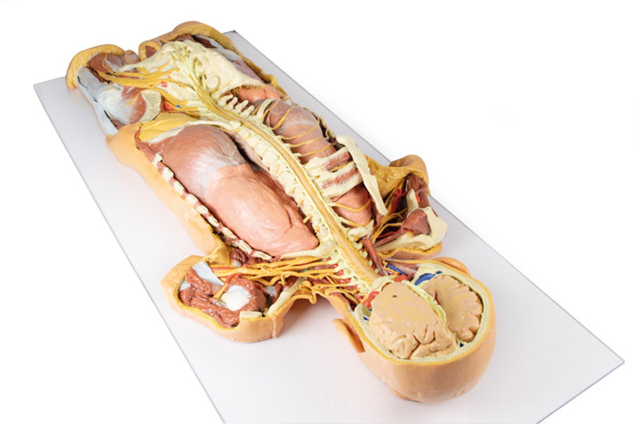 3D Printed Nervous System Dissection (posterior view)
