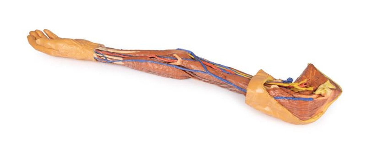 3D printed arm. full view. exposed muscles, veins, arteries.