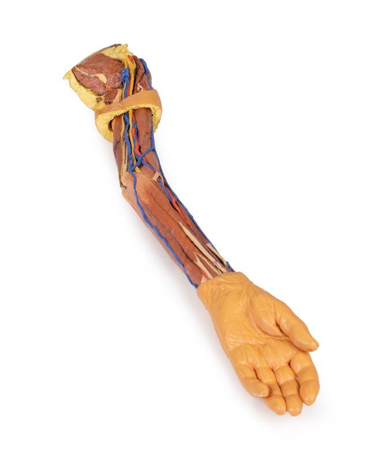 3D printed arm. full view. exposed muscles, veins, arteries.