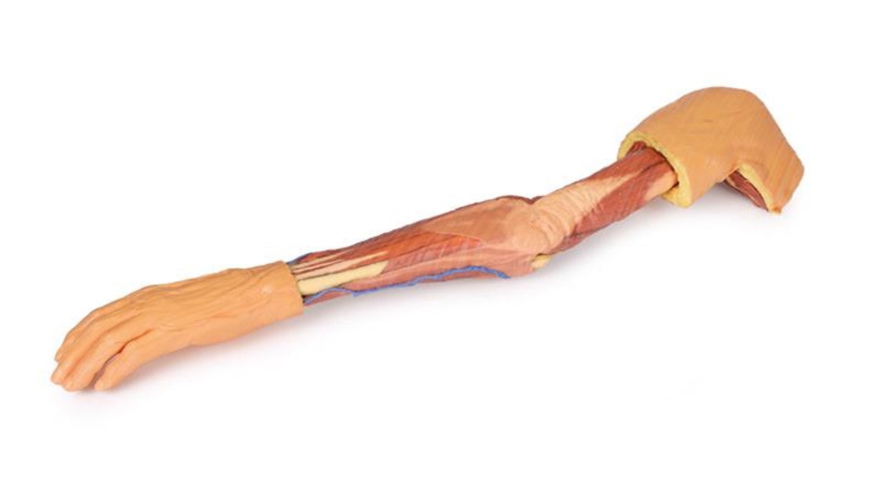 3D printed arm. full view. exposed muscles, veins, arteries. Bottom angle.