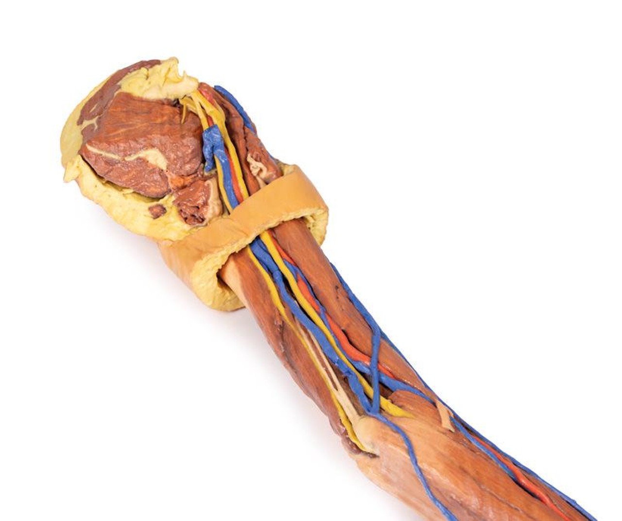 3D printed arm. shoulder view. exposed muscles, veins, arteries.
