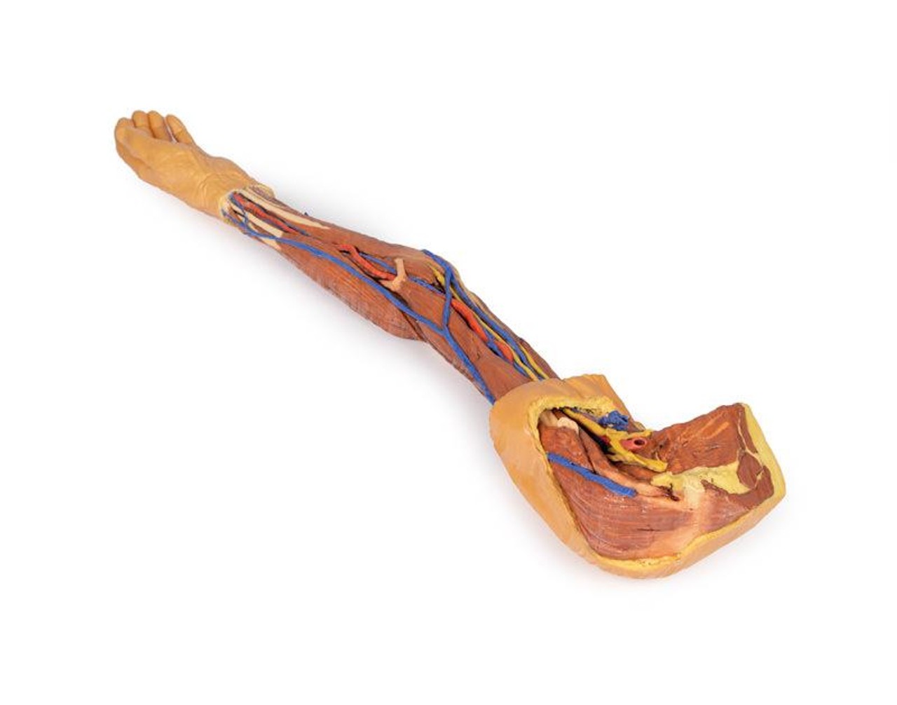 3D printed arm. full view. exposed muscles, veins, arteries. Side angle.