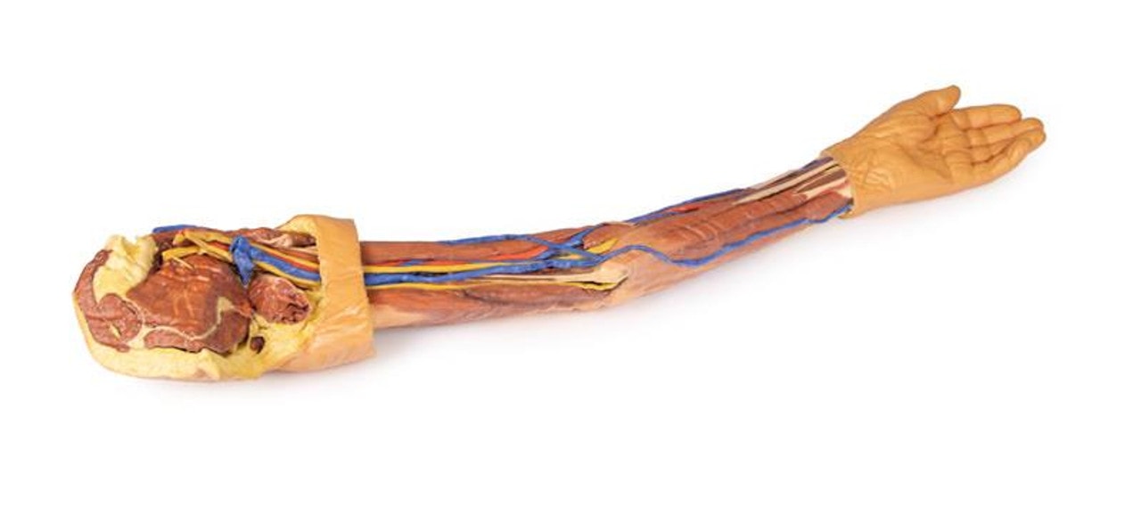 3D printed arm. full view. exposed muscles, veins, arteries.