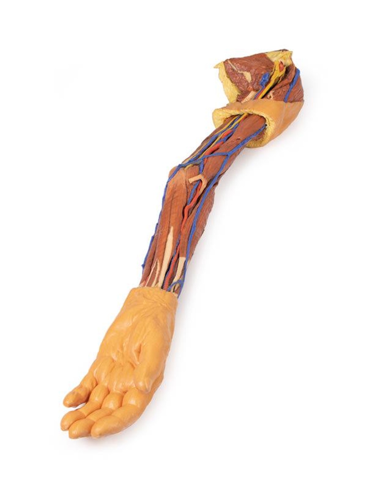 3D printed arm. full view. exposed muscles, veins, arteries. Elbow bent.
