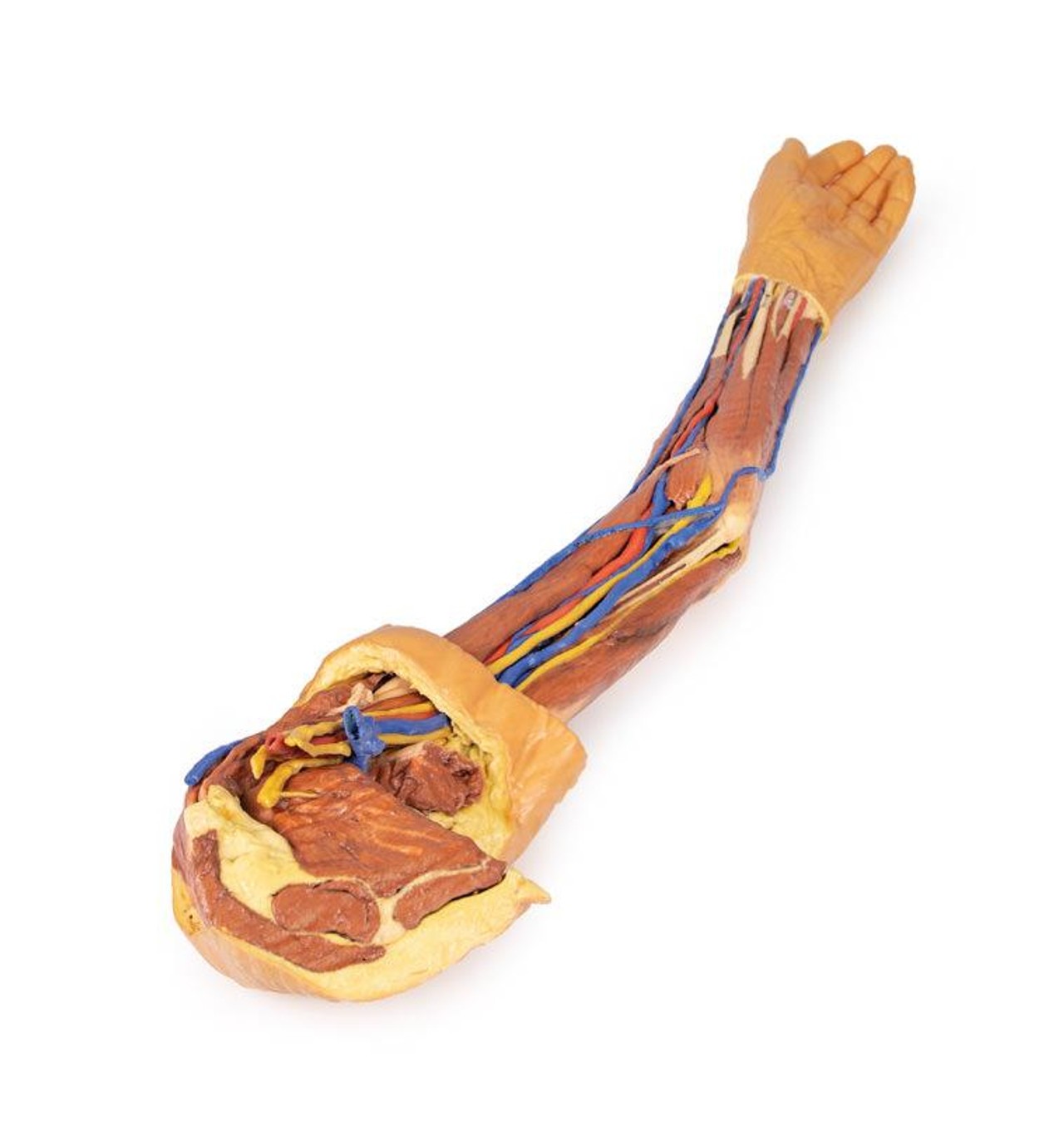 3D printed arm. full view. exposed muscles, veins, arteries.