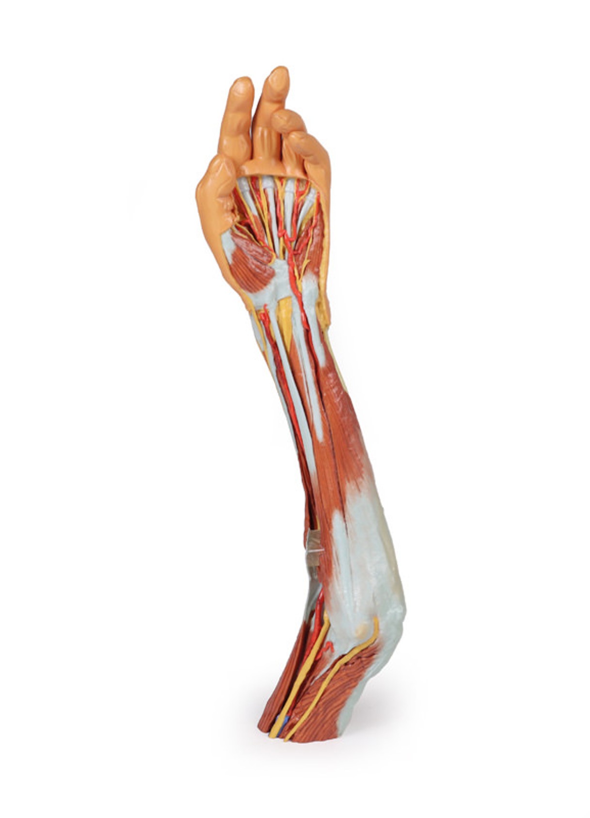 3D Printed Superficial Dissection of the Upper Limb - Arm, Forearm and Hand
