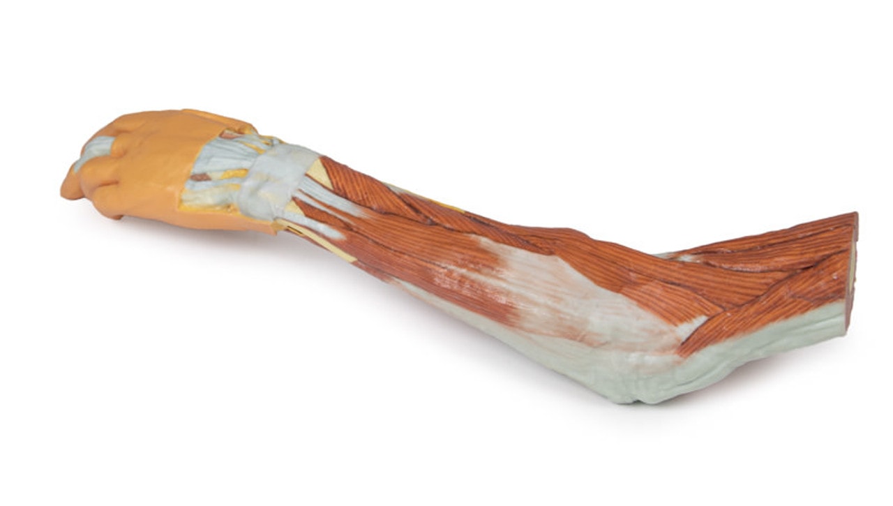 3D Printed Superficial Dissection of the Upper Limb - Arm, Forearm and Hand