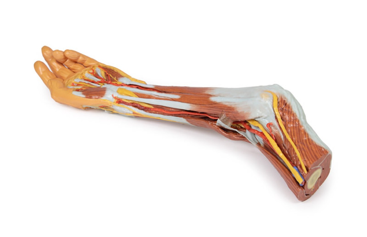 3D Printed Superficial Dissection of the Upper Limb - Arm, Forearm and Hand