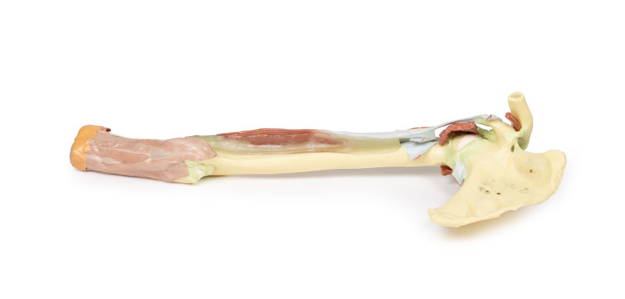 3D Printed Upper Limb - Biceps, Bones and Ligaments