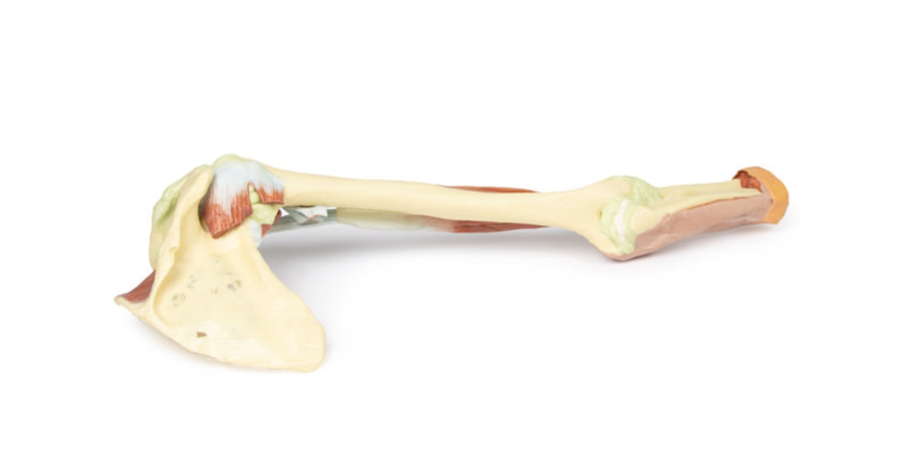 3D Printed Upper Limb - Biceps, Bones and Ligaments