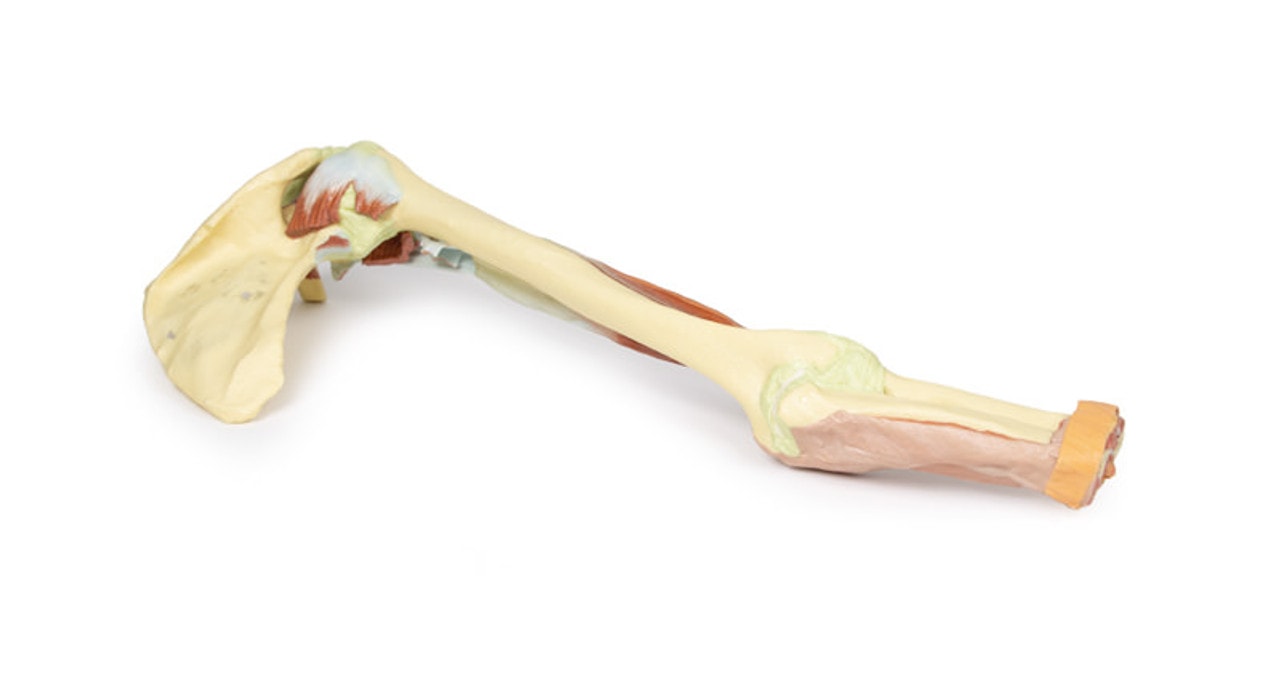 3D Printed Upper Limb - Biceps, Bones and Ligaments