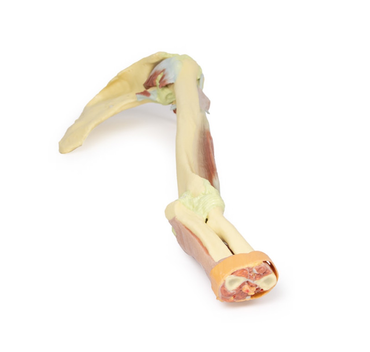 3D Printed Upper Limb - Biceps, Bones and Ligaments
