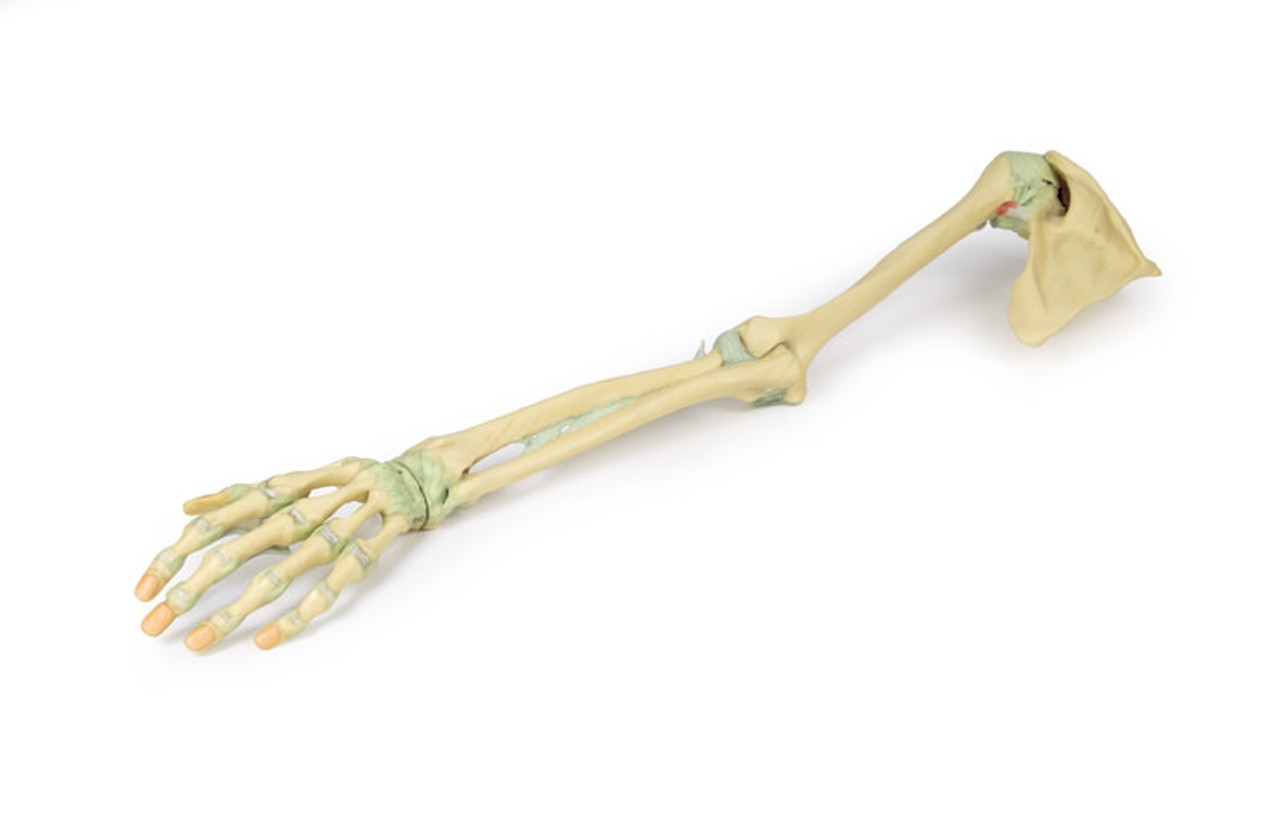 3D Printed Upper Limb - Ligaments