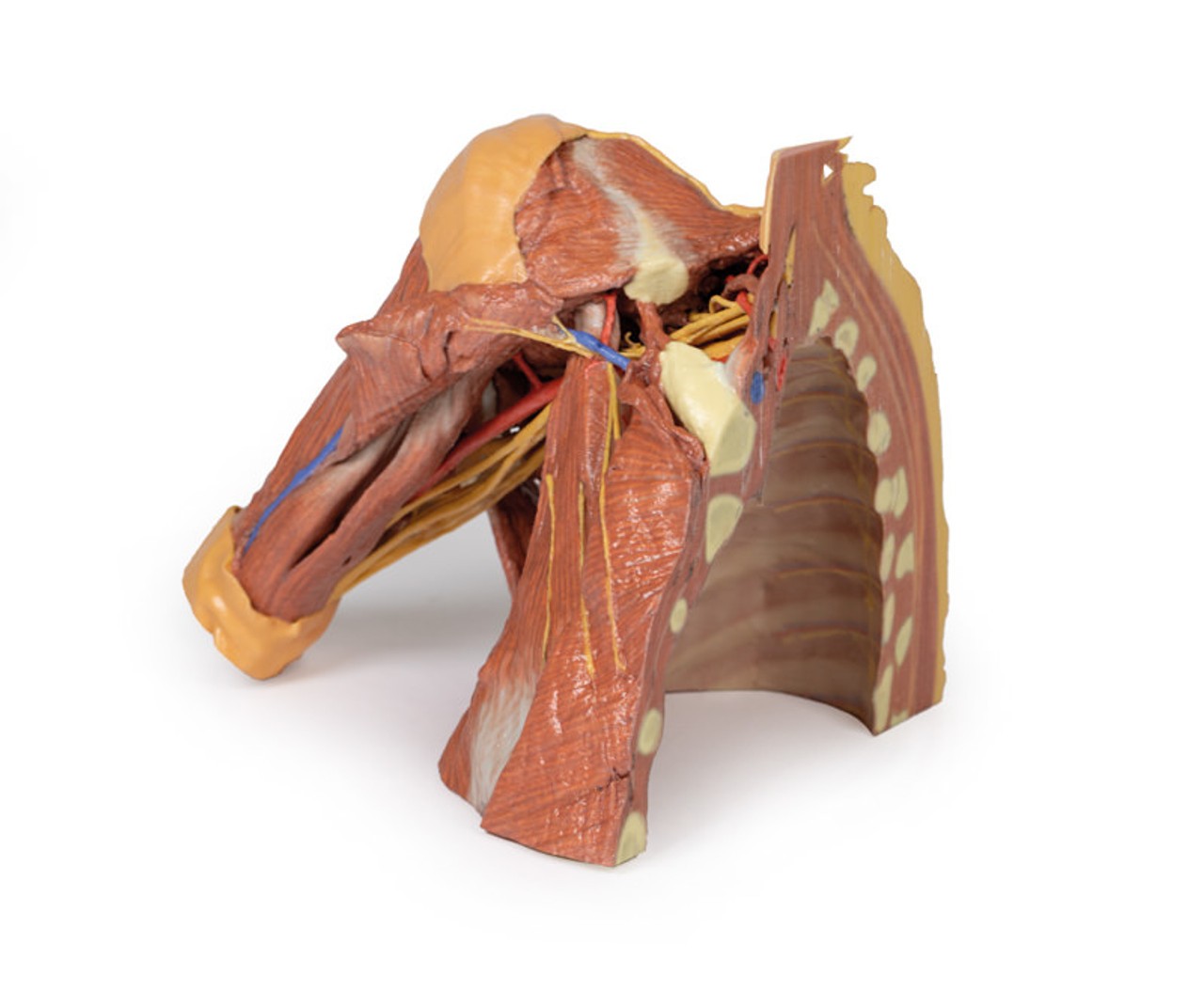 3D Printed Right Thoracic Wall, Axilla, and the Root of the Neck