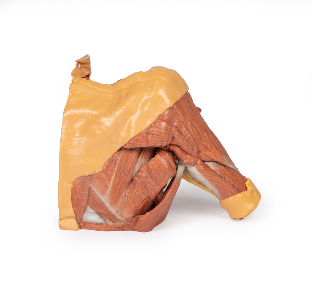 3D Printed Right Thoracic Wall, Axilla, and the Root of the Neck