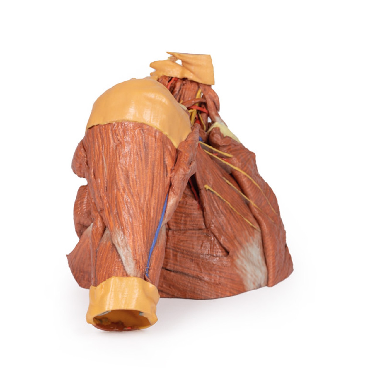 3D Printed Right Thoracic Wall, Axilla, and the Root of the Neck
