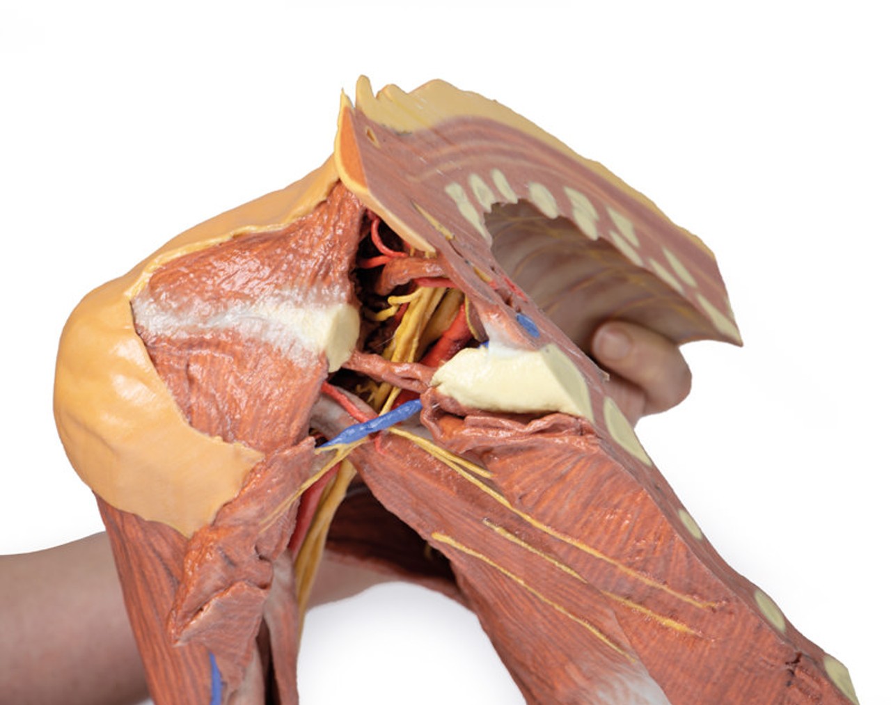 3D Printed Right Thoracic Wall, Axilla, and the Root of the Neck