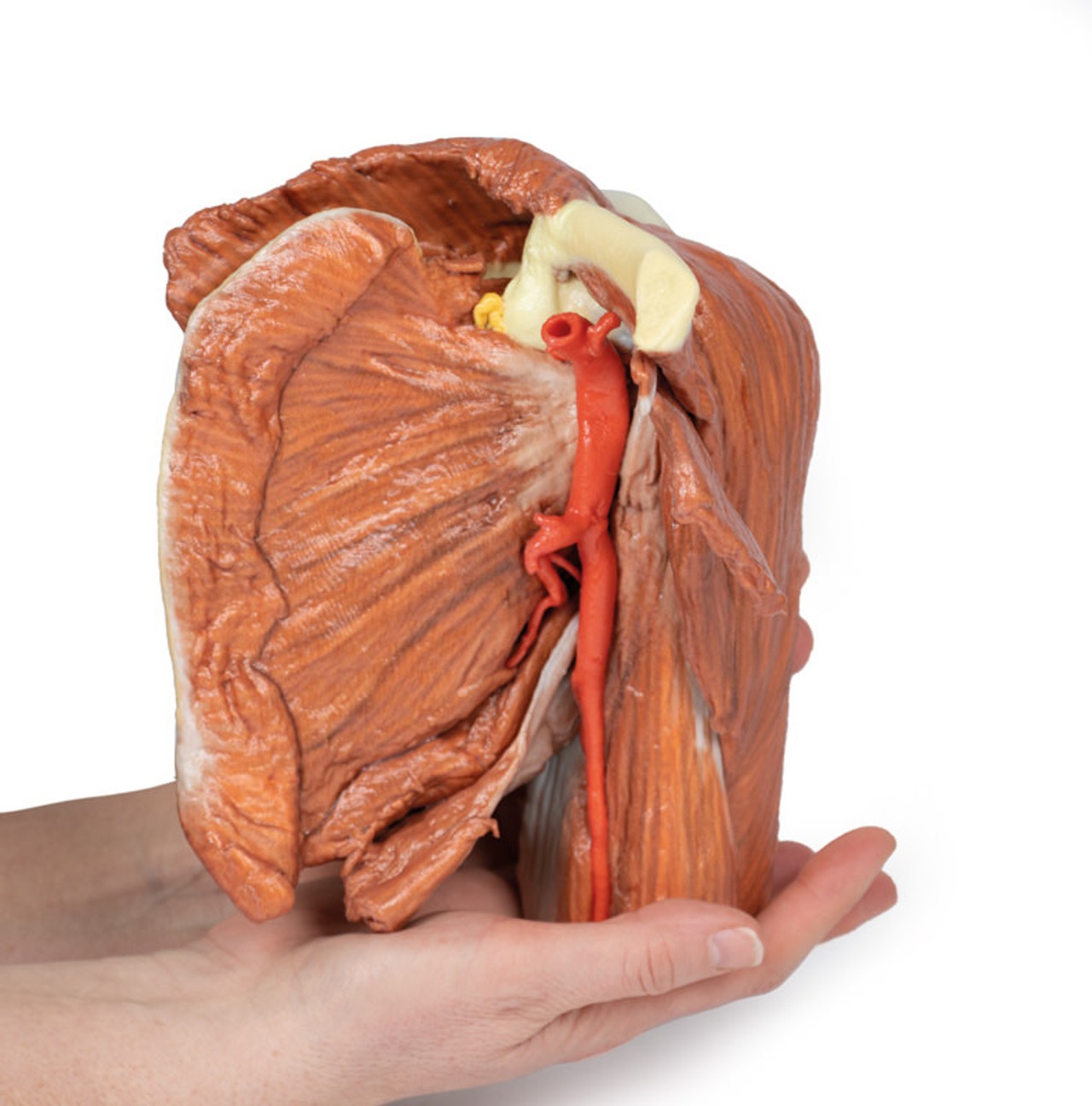 3D Printed Shoulder (left) Superficial Muscles and Axillary/Brachial Artery