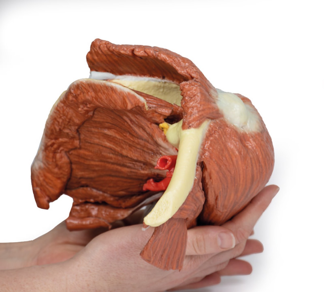 3D Printed Shoulder (left) Superficial Muscles and Axillary/Brachial Artery