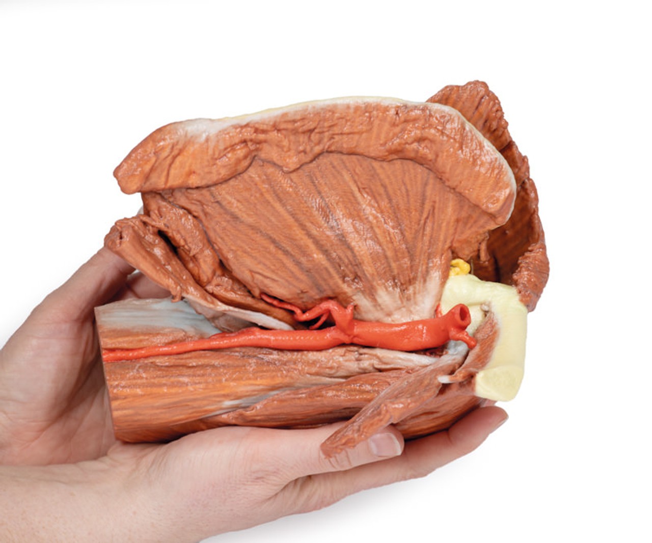 3D Printed Shoulder (left) Superficial Muscles and Axillary/Brachial Artery