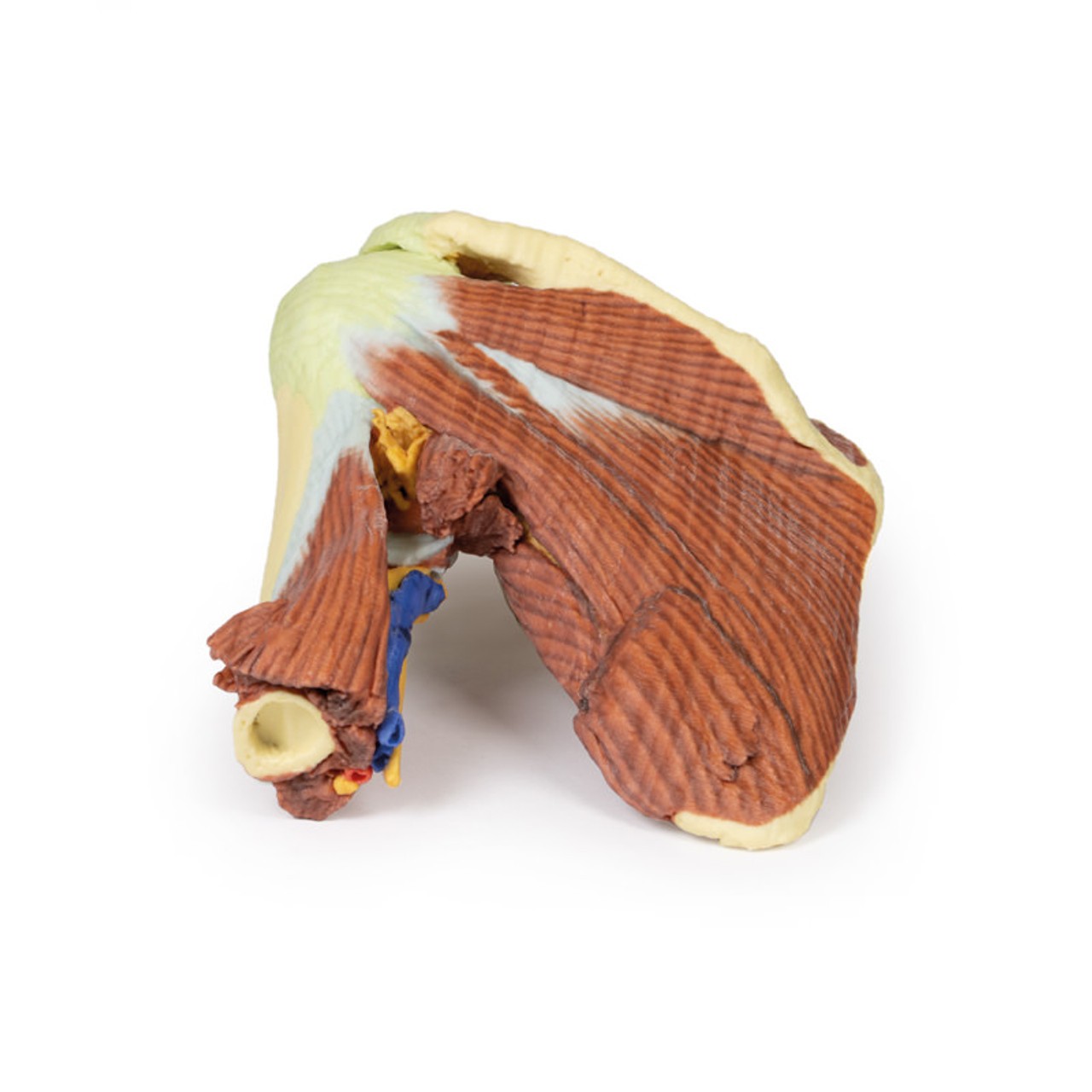3D Printed Shoulder - Deep Dissection of the Left Shoulder Joint