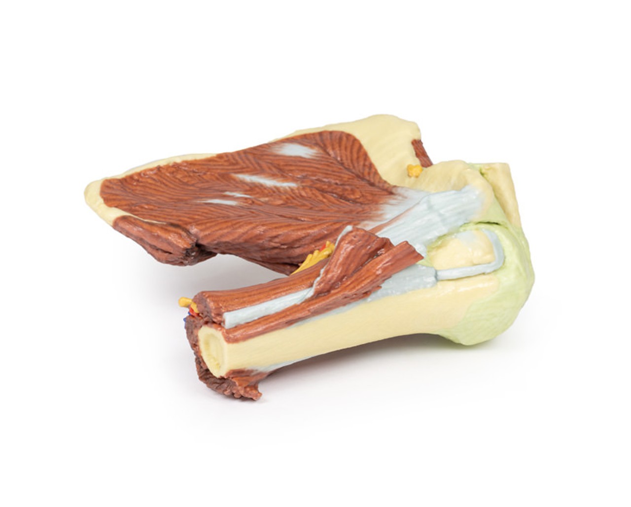 3D Printed Shoulder - Deep Dissection of the Left Shoulder Joint