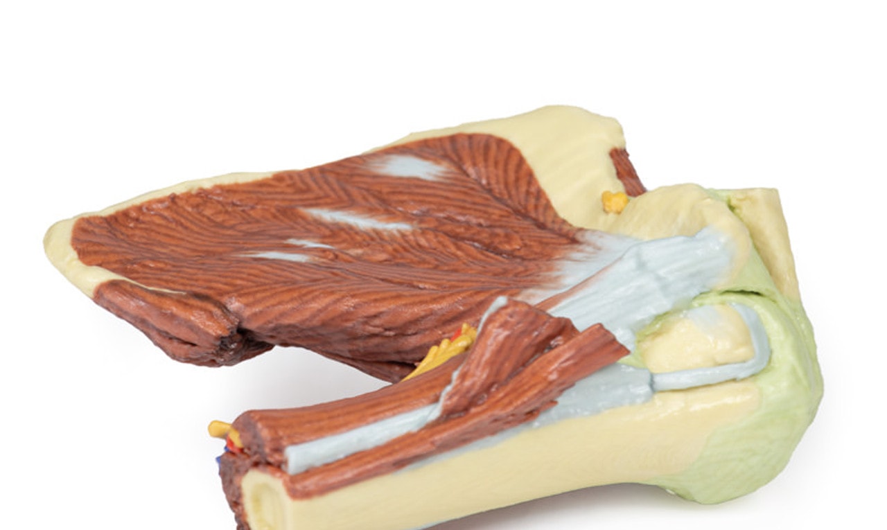 3D Printed Shoulder - Deep Dissection of the Left Shoulder Joint