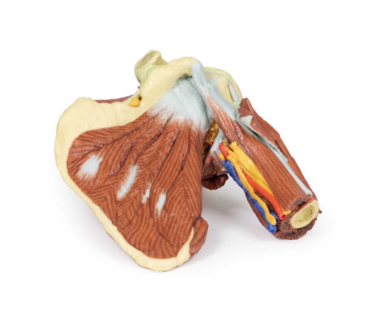 3D Printed Shoulder - Deep Dissection of the Left Shoulder Joint