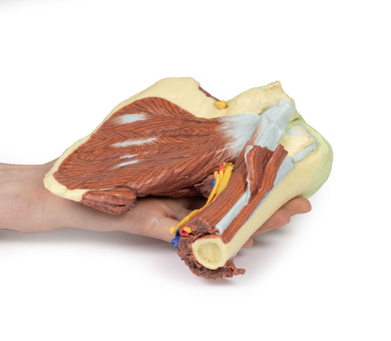 3D Printed Shoulder - Deep Dissection of the Left Shoulder Joint