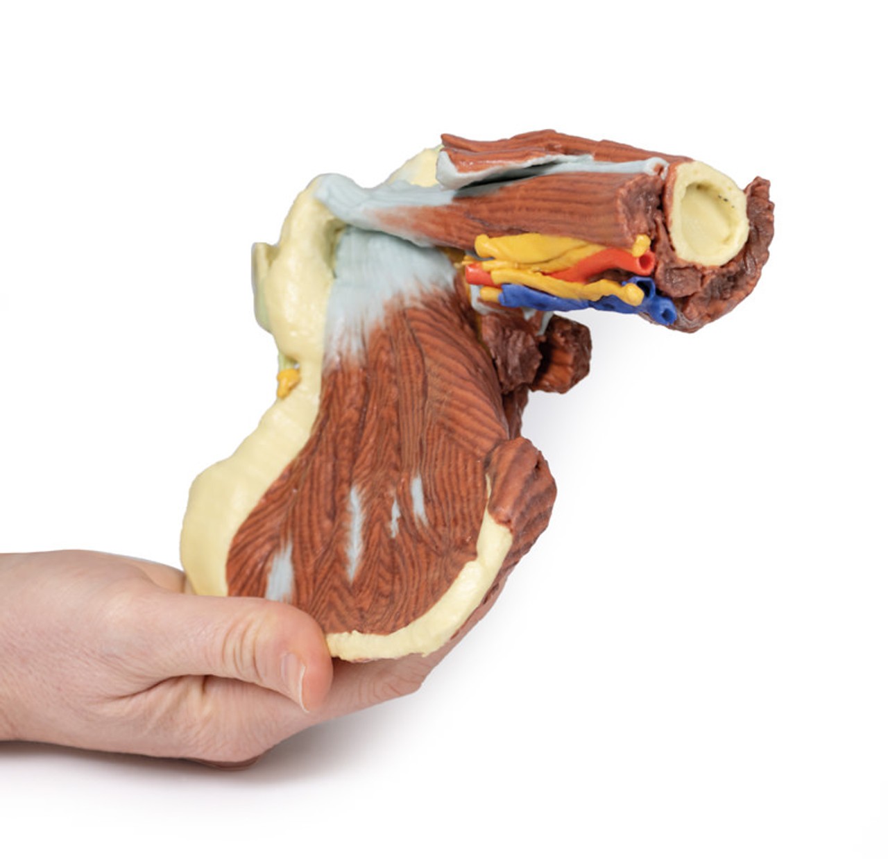 3D Printed Shoulder - Deep Dissection of the Left Shoulder Joint