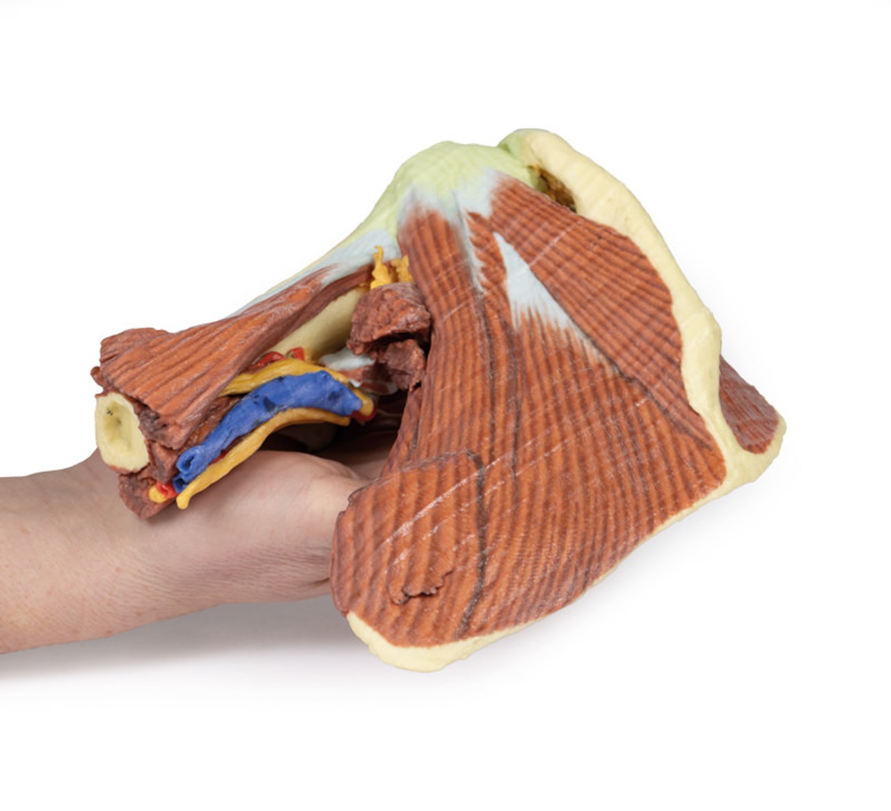 3D Printed Shoulder - Deep Dissection of the Left Shoulder Joint