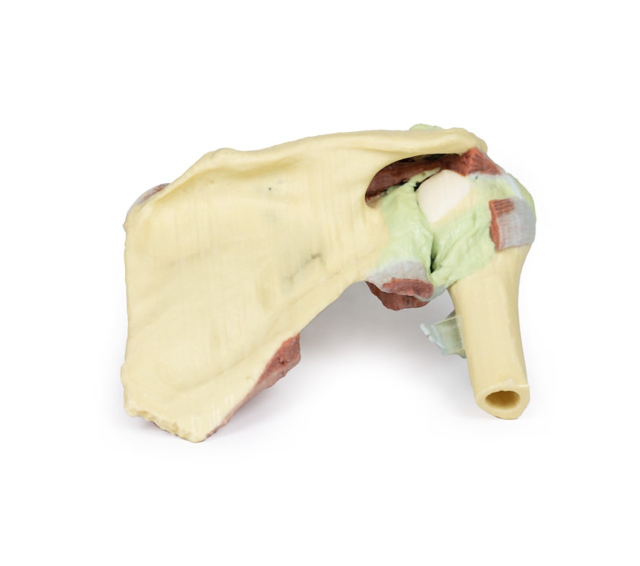3D Printed Shoulder - Deep Dissection of a Right Shoulder Girdle