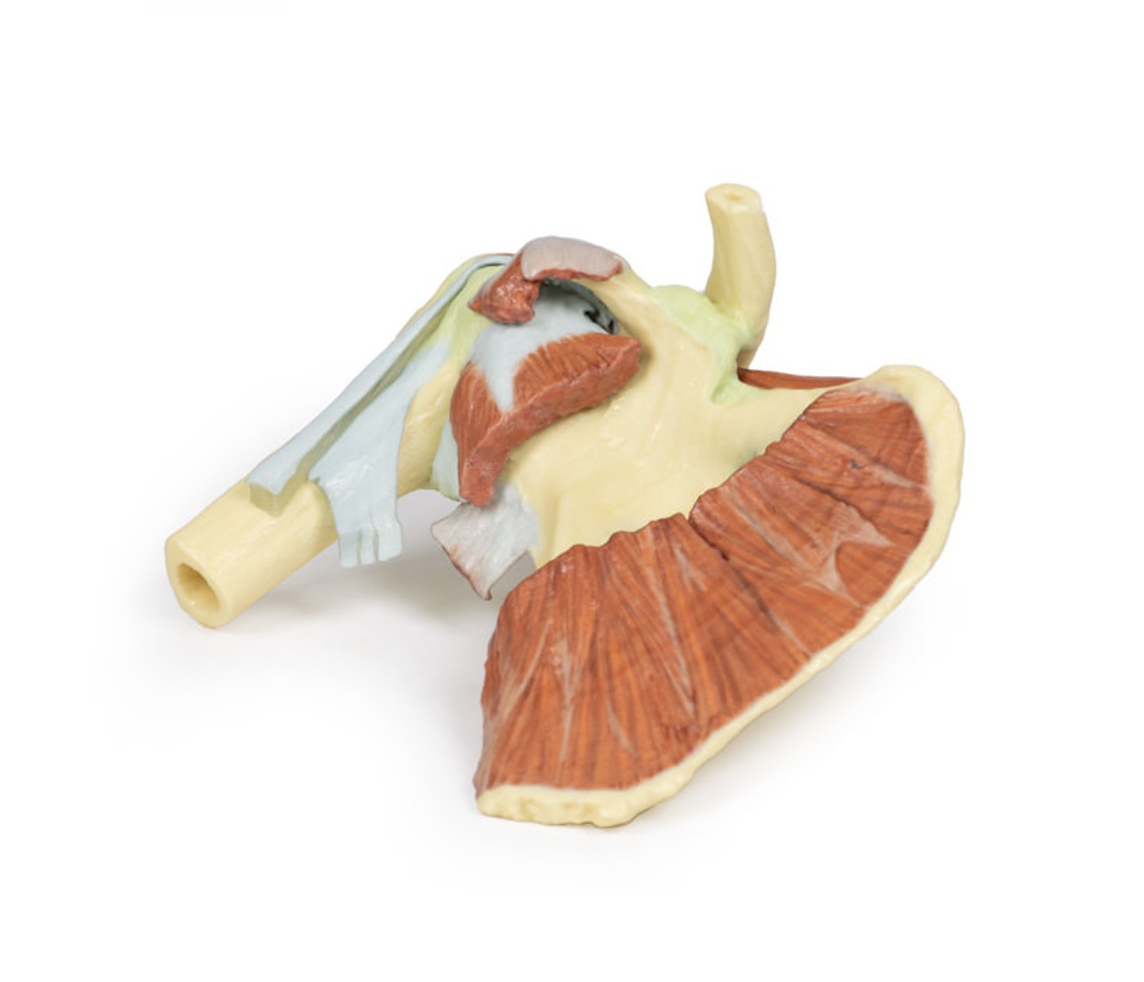 3D Printed Shoulder - Deep Dissection of a Right Shoulder Girdle