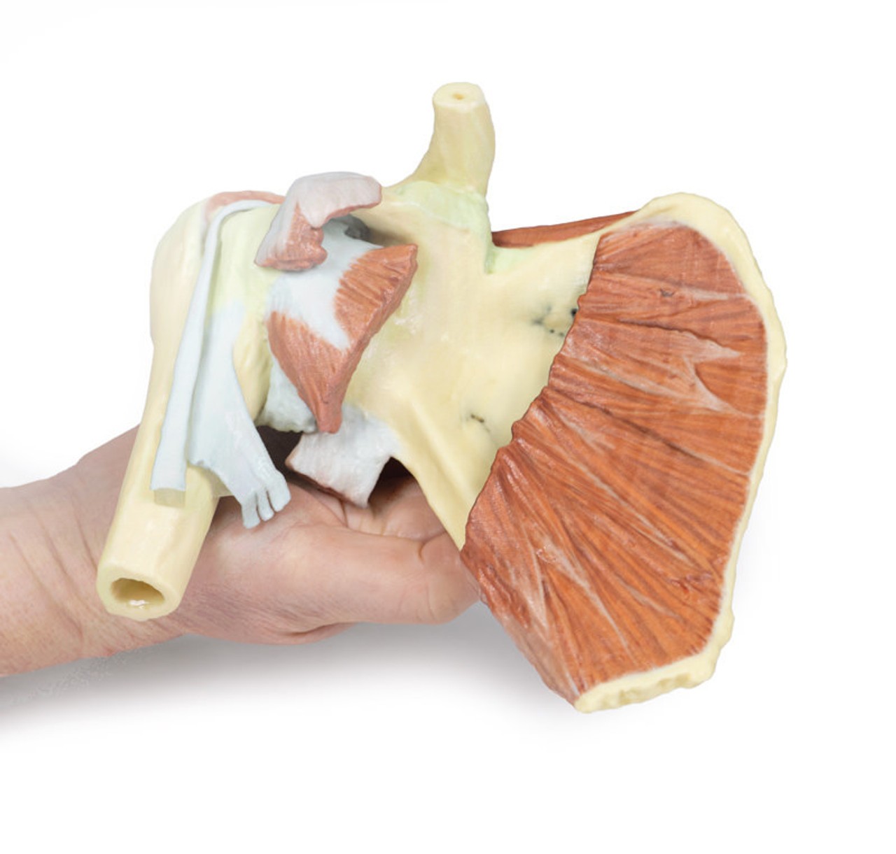 3D Printed Shoulder - Deep Dissection of a Right Shoulder Girdle