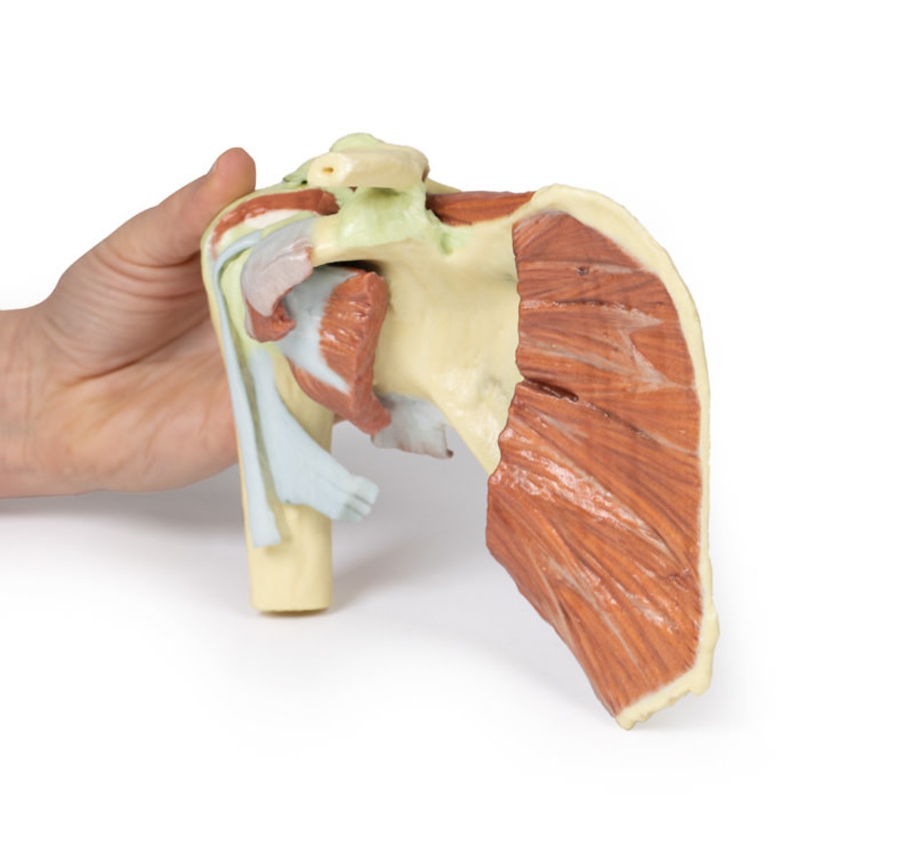 3D Printed Shoulder - Deep Dissection of a Right Shoulder Girdle