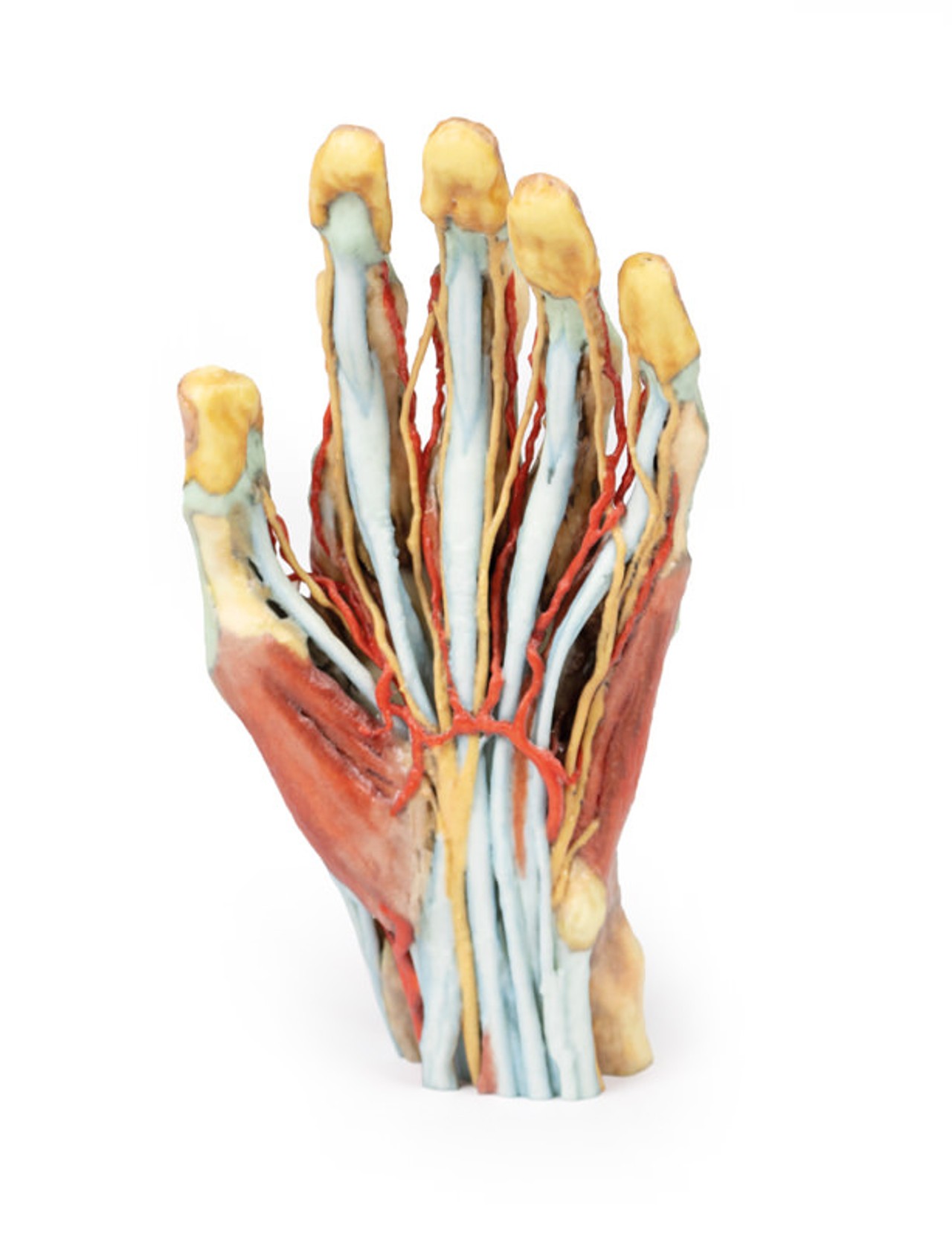 3D Printed Superficial Dissection of the Hand