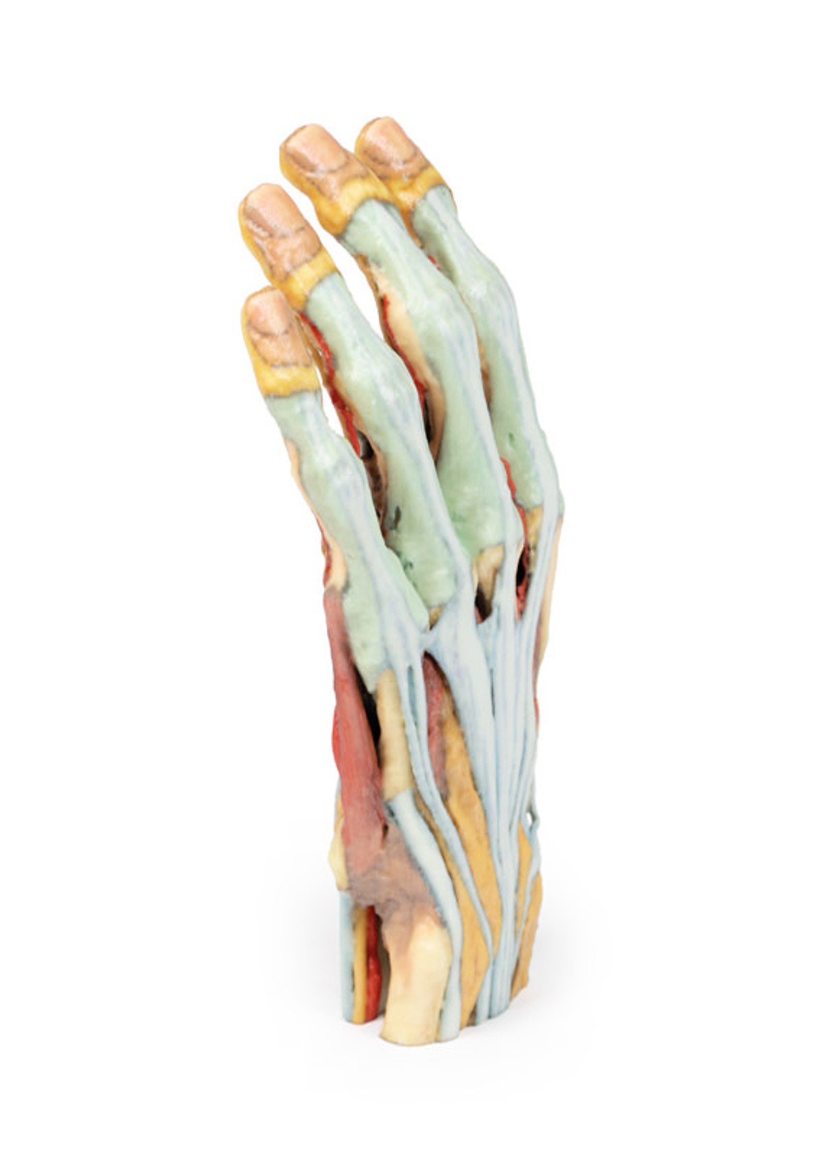 3D Printed Superficial Dissection of the Hand