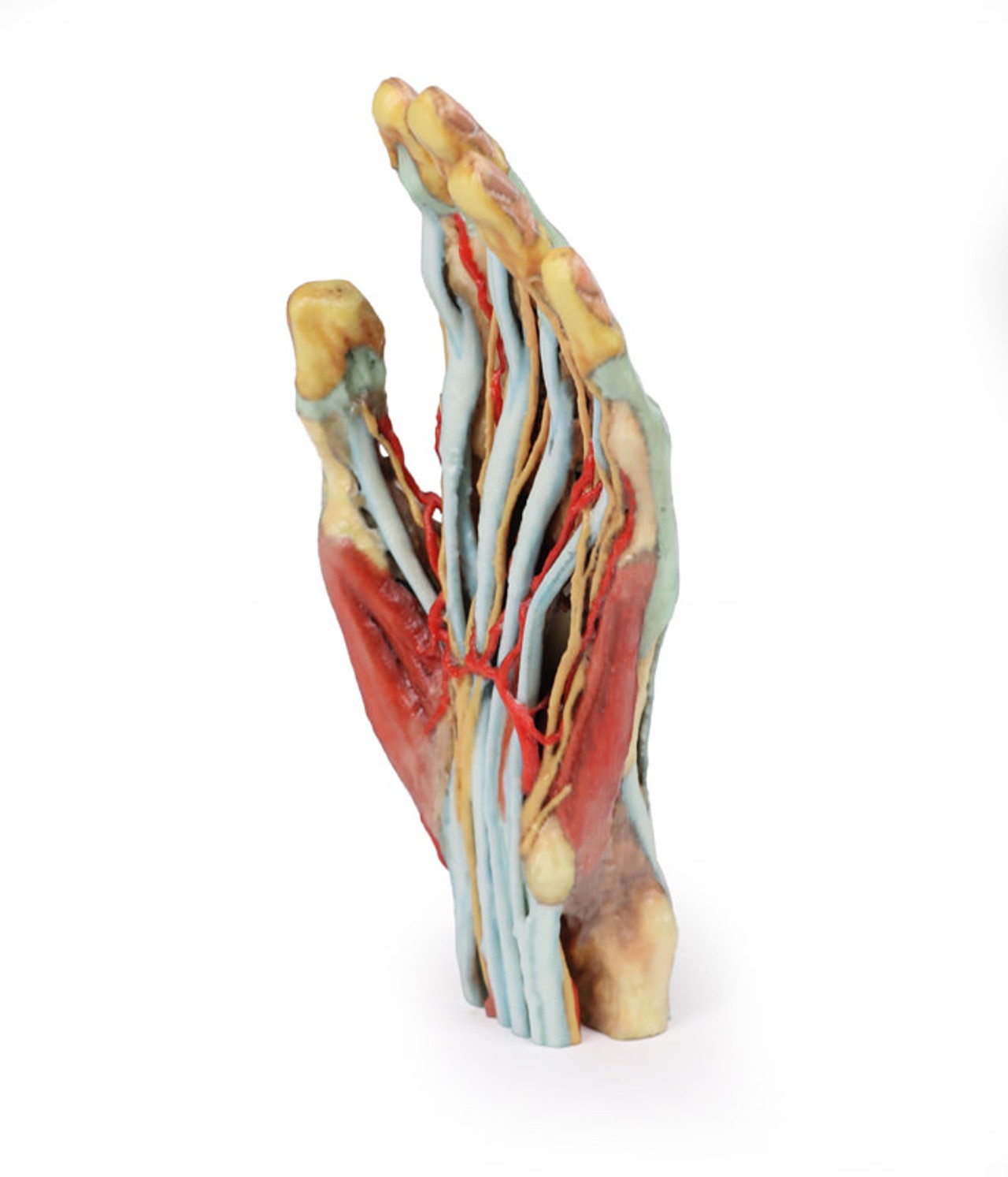 3D Printed Superficial Dissection of the Hand