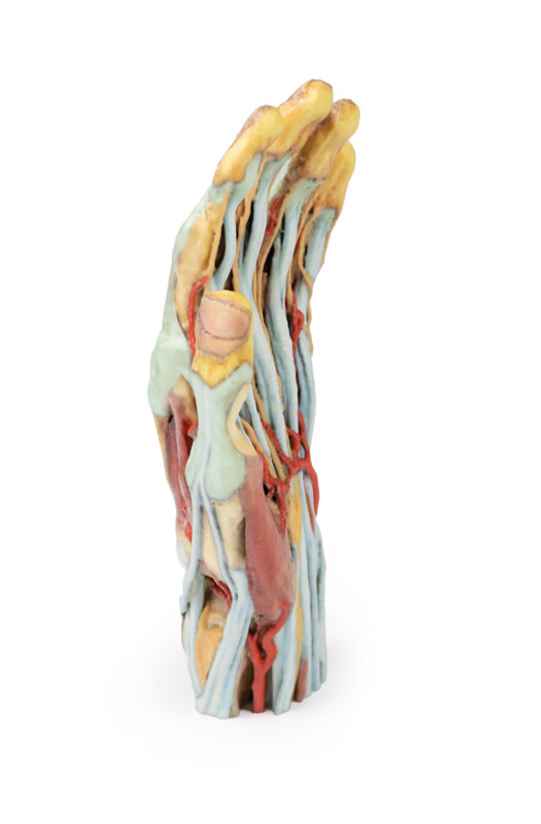 3D Printed Superficial Dissection of the Hand