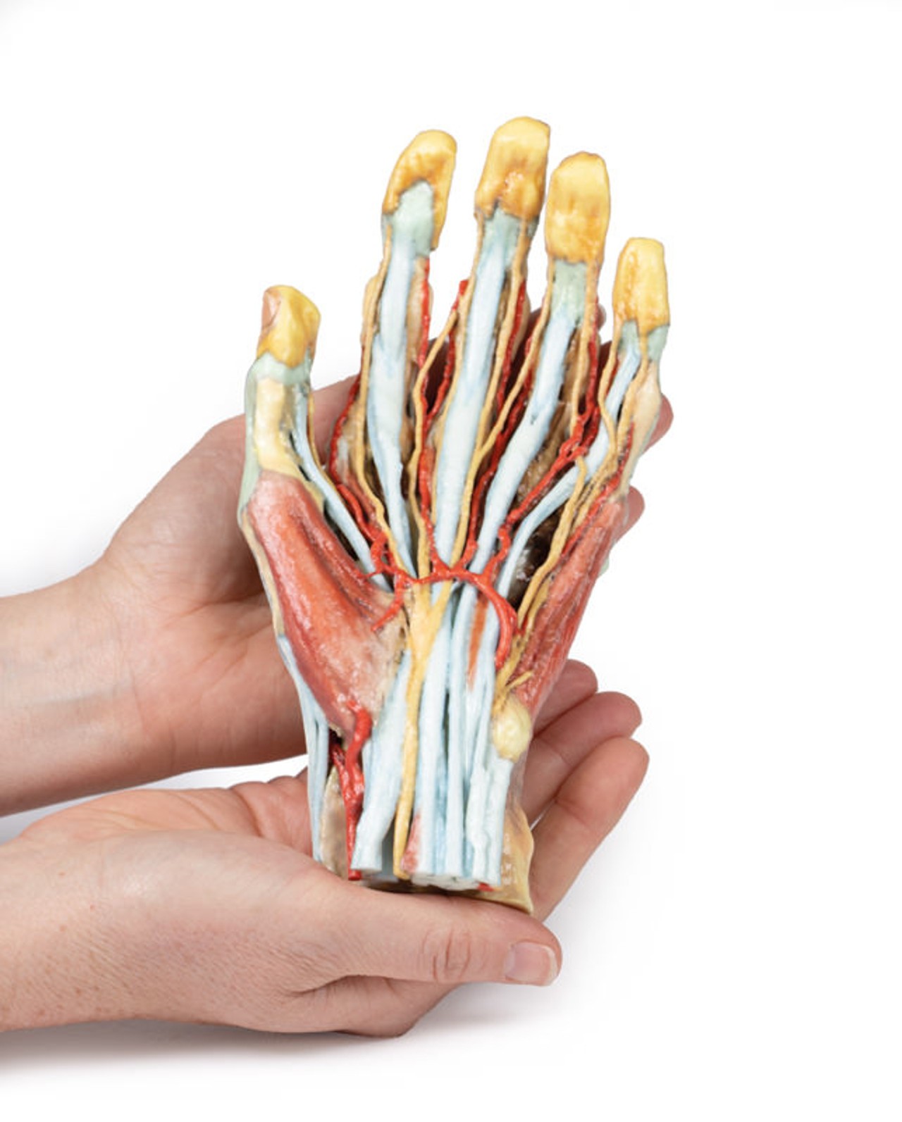 3D Printed Superficial Dissection of the Hand