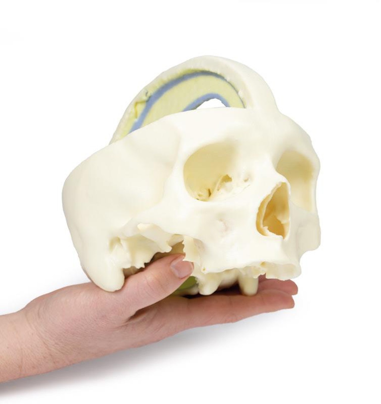 3D printed dural skull. Full view. Exposed cranial cavity. In hand.