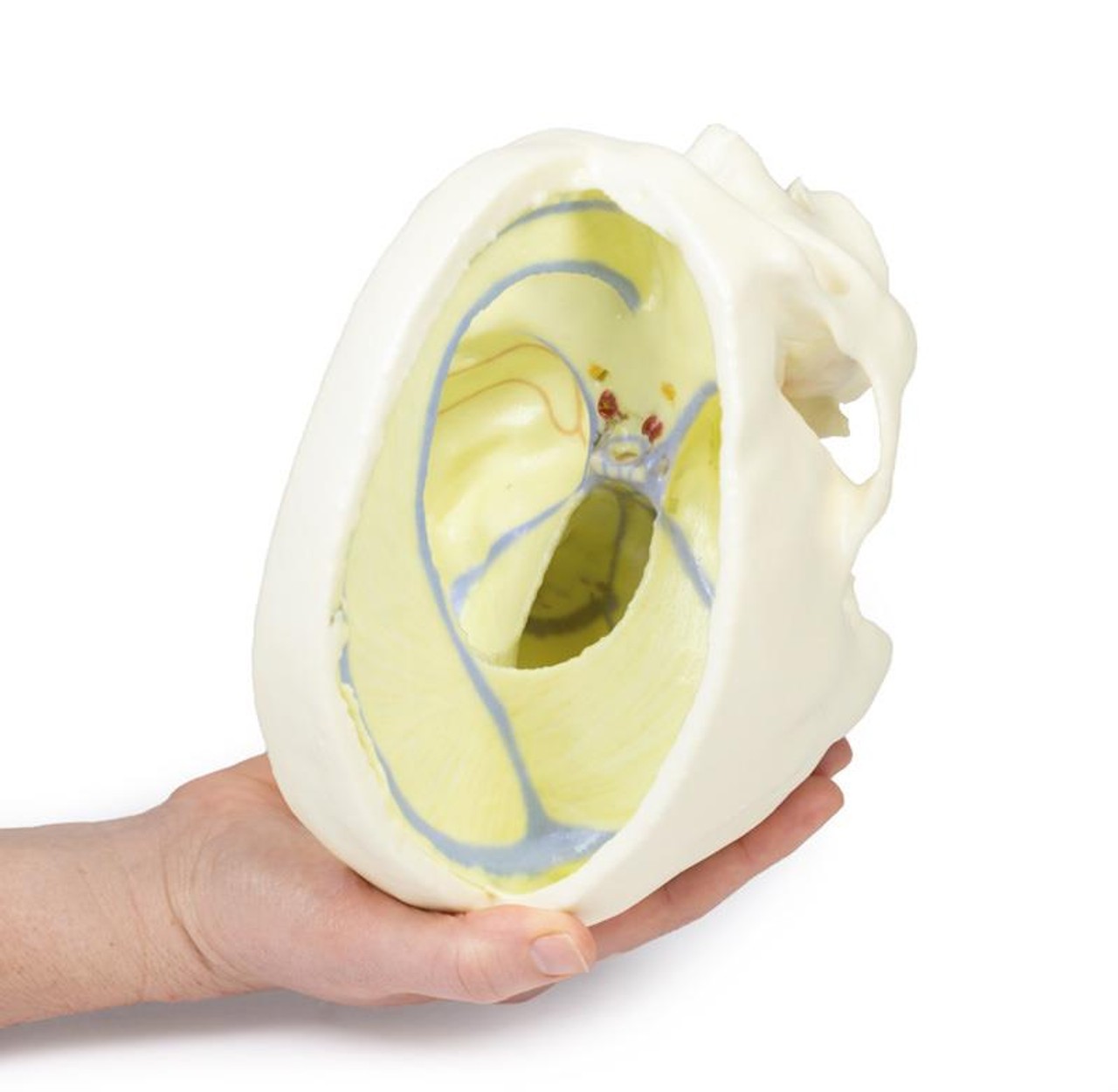 3D printed dural skull. Full view. Exposed cranial cavity. Internal angle. In hand.